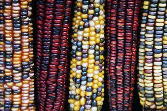 indian-corn-seed-certified-non-gmo-800x-benitos-real-authentic