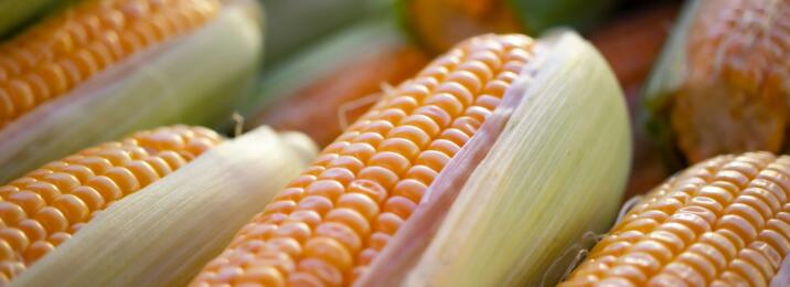 The Role of Corn in Mexican Cooking: From Tortillas to Tamales